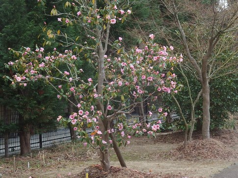 f:id:akinosato:20180309103614j:image