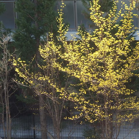 f:id:akinosato:20180314120318j:image