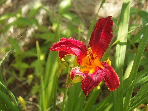 f:id:akinosato:20180613151125j:image