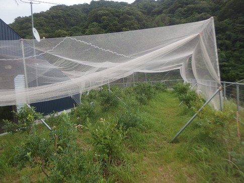f:id:akinosato:20180704172154j:image f:id:akinosato:20180704172154j:image