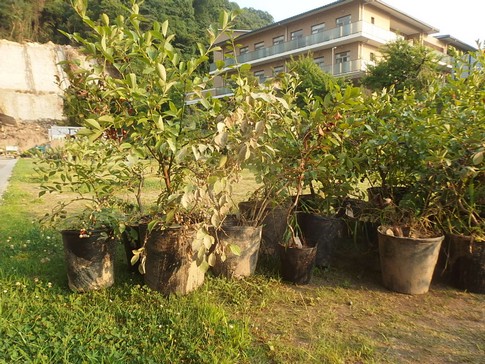 f:id:akinosato:20180718175017j:image