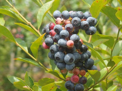 f:id:akinosato:20180819121909j:image