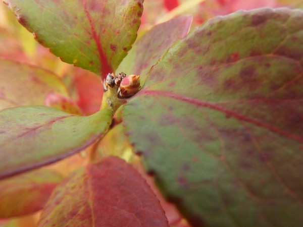 f:id:akinosato:20181017151128j:plain