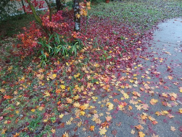 f:id:akinosato:20181203115111j:plain f:id:akinosato:20181203115111j:plain
