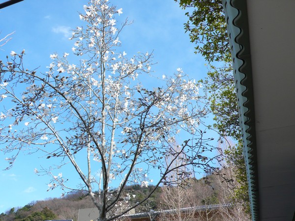 f:id:akinosato:20190313152412j:plain