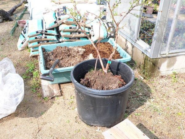 f:id:akinosato:20190408091646j:plain