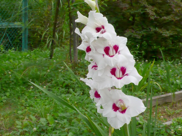 f:id:akinosato:20190703090101j:plain