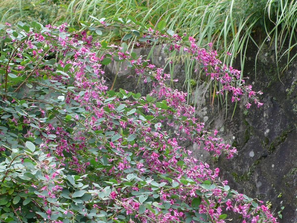 f:id:akinosato:20191025111136j:plain