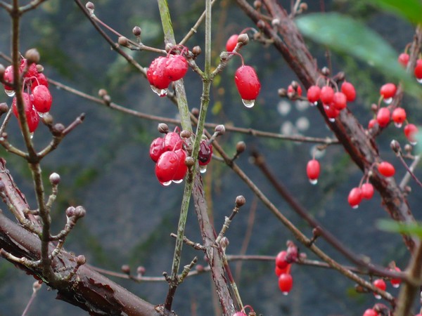 f:id:akinosato:20191218084508j:plain