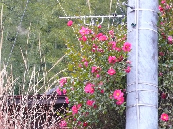 f:id:akinosato:20200123120027j:plain
