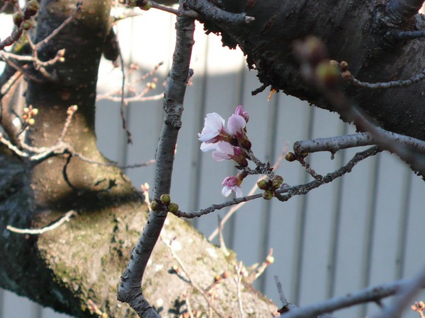 f:id:akinosato:20200312195659j:plain