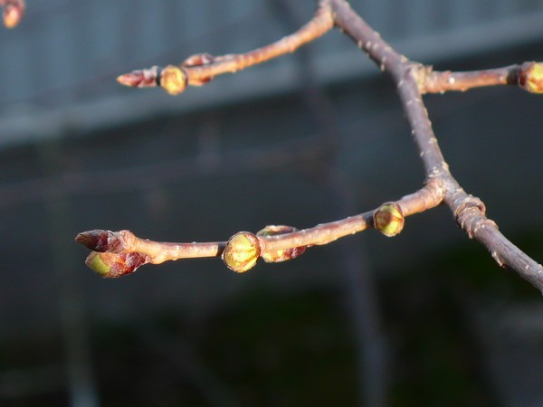 f:id:akinosato:20200312195723j:plain