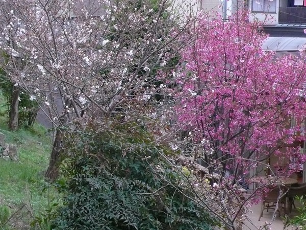 f:id:akinosato:20200326175724j:plain