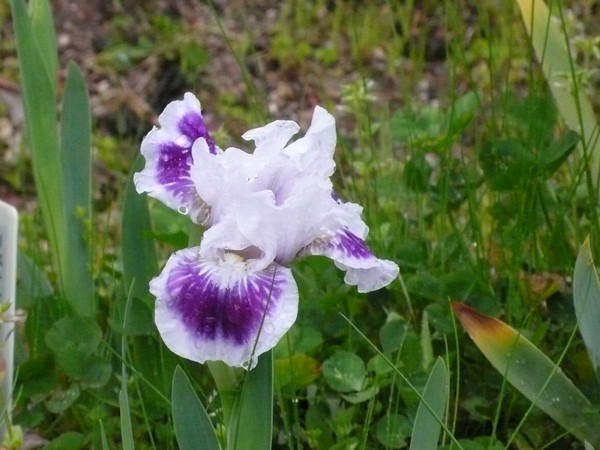 f:id:akinosato:20200413084802j:plain f:id:akinosato:20200413084802j:plain