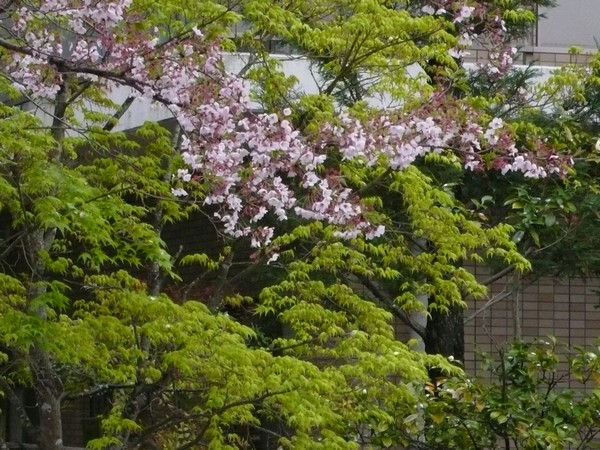 f:id:akinosato:20200413121610j:plain f:id:akinosato:20200413121610j:plain
