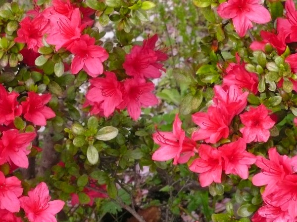 f:id:akinosato:20200415144020j:plain