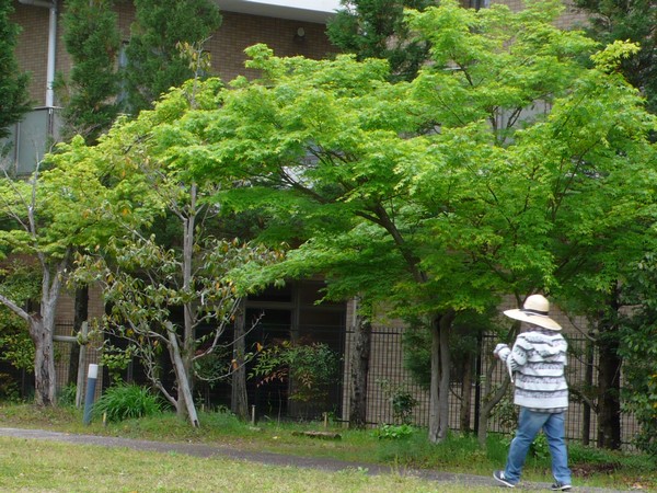 f:id:akinosato:20200420123145j:plain