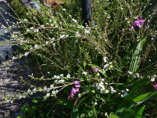 f:id:akinosato:20200513162735j:plain