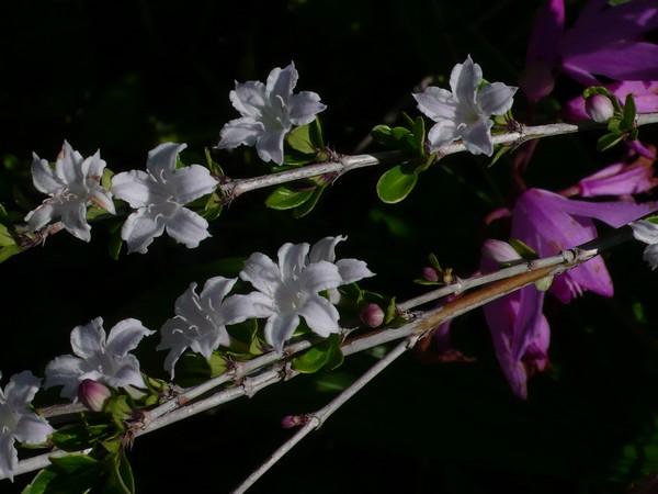 f:id:akinosato:20200513162751j:plain