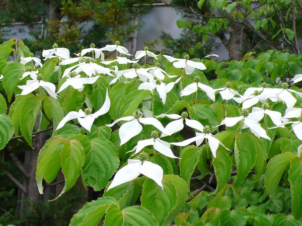 f:id:akinosato:20200518101737j:plain