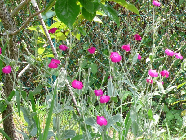 f:id:akinosato:20200527132525j:plain f:id:akinosato:20200527132525j:plain