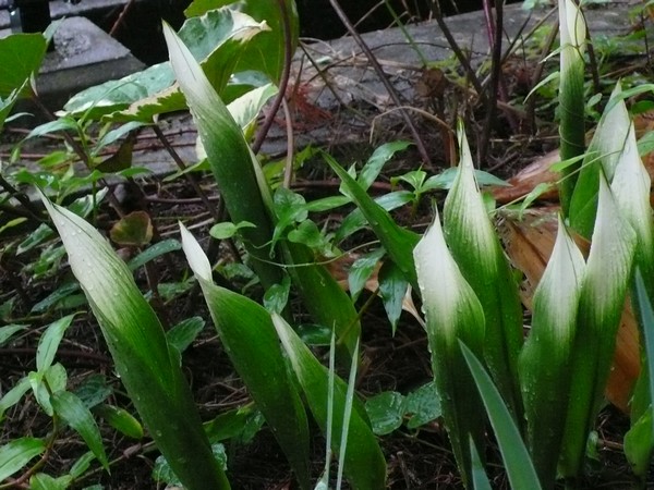 f:id:akinosato:20200706134500j:plain f:id:akinosato:20200706134500j:plain