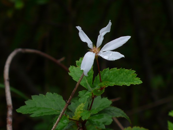 f:id:akinosato:20200722141636j:plain