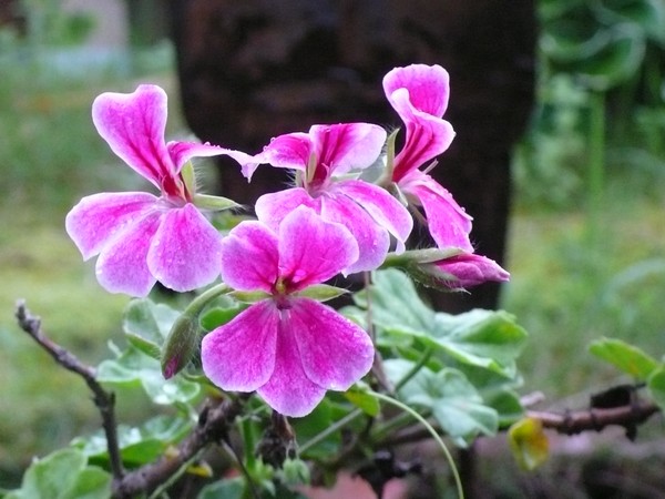 f:id:akinosato:20200724171536j:plain f:id:akinosato:20200724171536j:plain