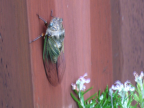 f:id:akinosato:20200724171640j:plain f:id:akinosato:20200724171640j:plain