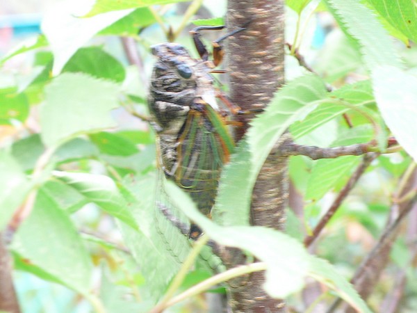 f:id:akinosato:20200807100401j:plain