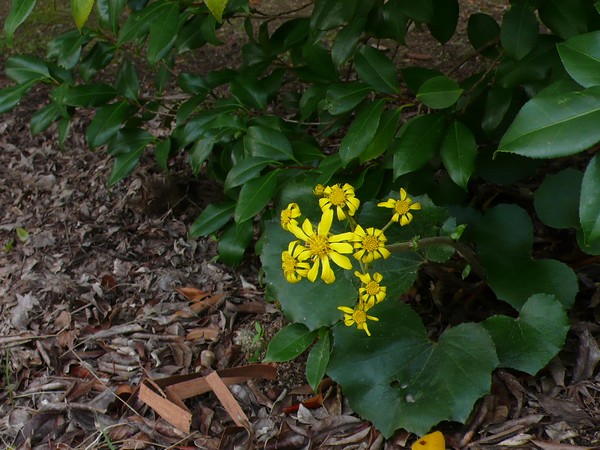 f:id:akinosato:20201105113437j:plain f:id:akinosato:20201105113437j:plain