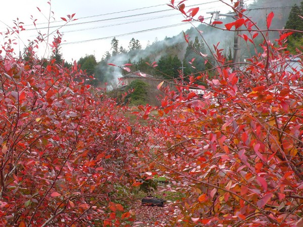 f:id:akinosato:20201129111943j:plain