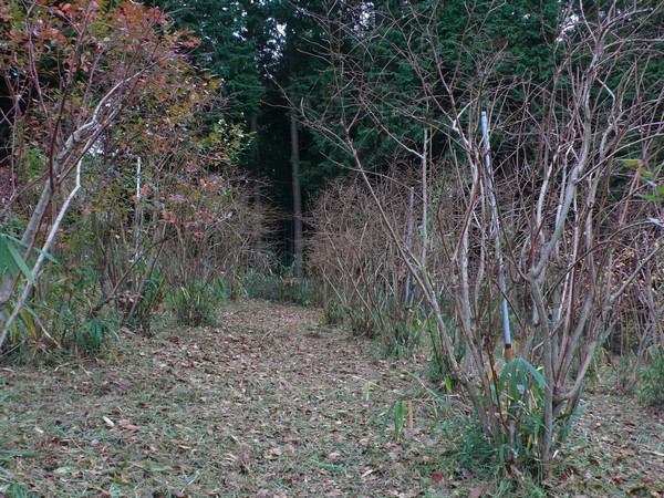 f:id:akinosato:20201129153208j:plain