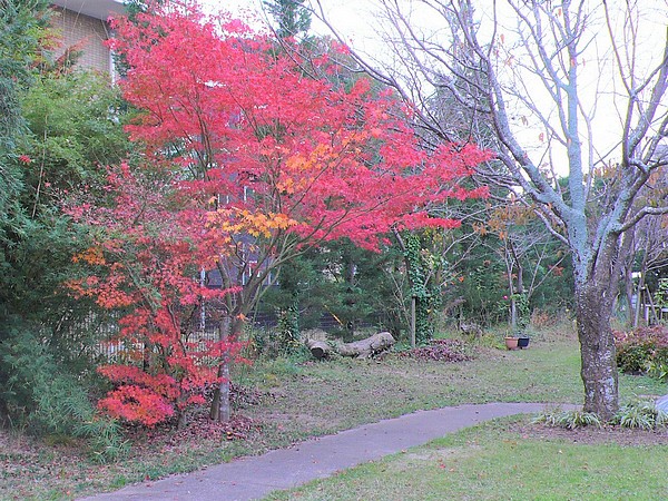f:id:akinosato:20201207154115j:plain