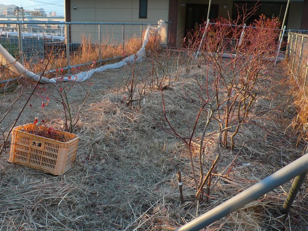 f:id:akinosato:20201218163154j:plain