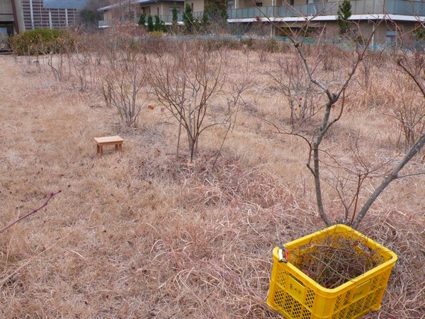 f:id:akinosato:20210205162855j:plain