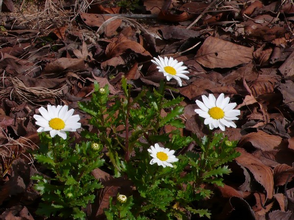 f:id:akinosato:20210208131853j:plain