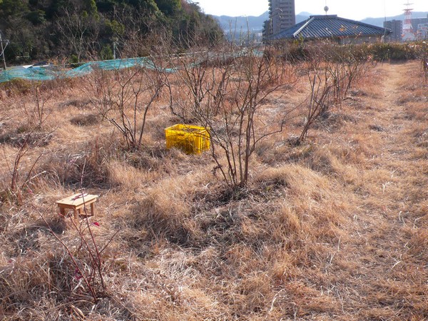 f:id:akinosato:20210208161126j:plain