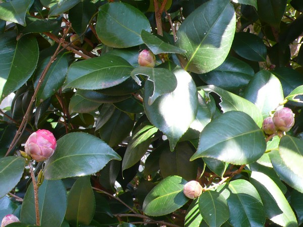 f:id:akinosato:20210221125522j:plain