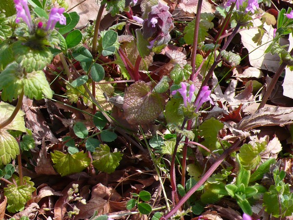 f:id:akinosato:20210225112655j:plain