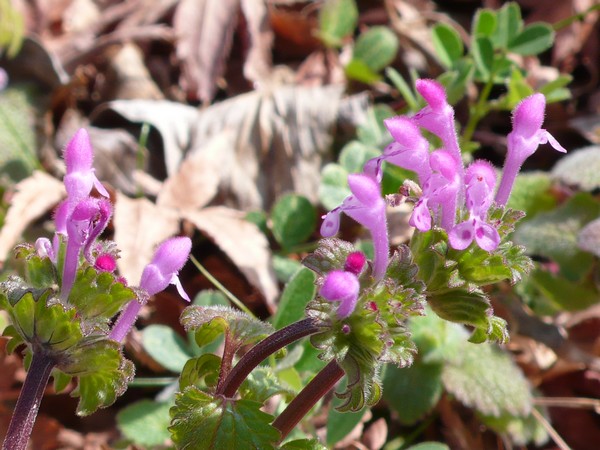 f:id:akinosato:20210225112757j:plain