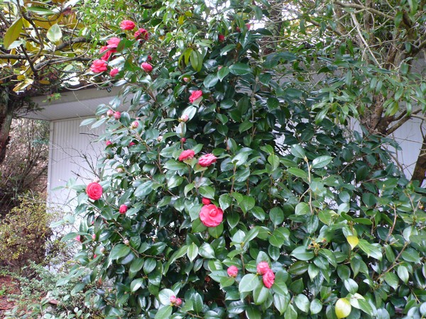 f:id:akinosato:20210321172252j:plain