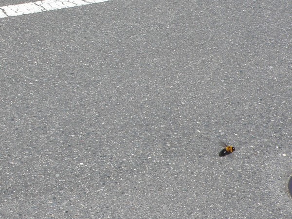 f:id:akinosato:20210409113209j:plain