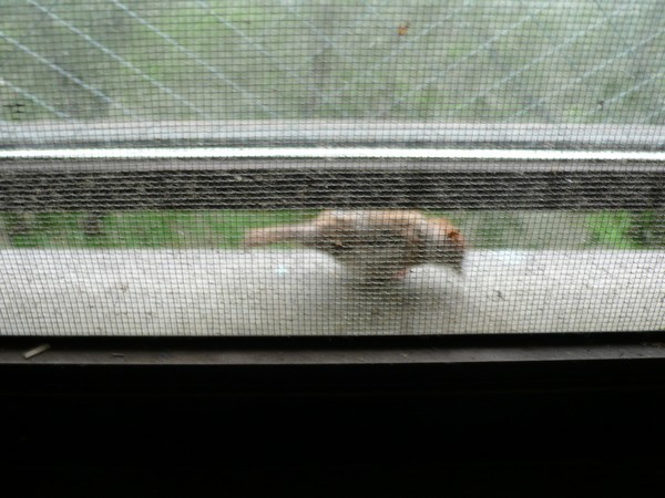 f:id:akinosato:20210616091052j:plain