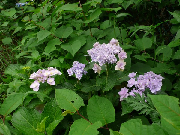 f:id:akinosato:20210616145104j:plain