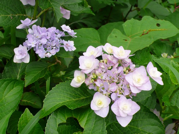 f:id:akinosato:20210616145125j:plain