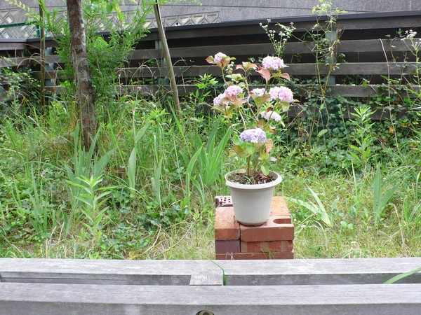 f:id:akinosato:20210617131515j:plain