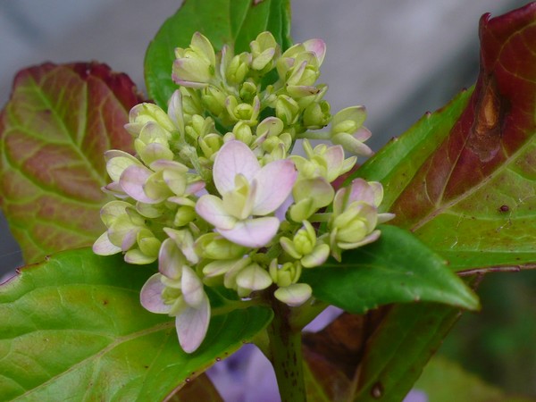 f:id:akinosato:20210617131658j:plain