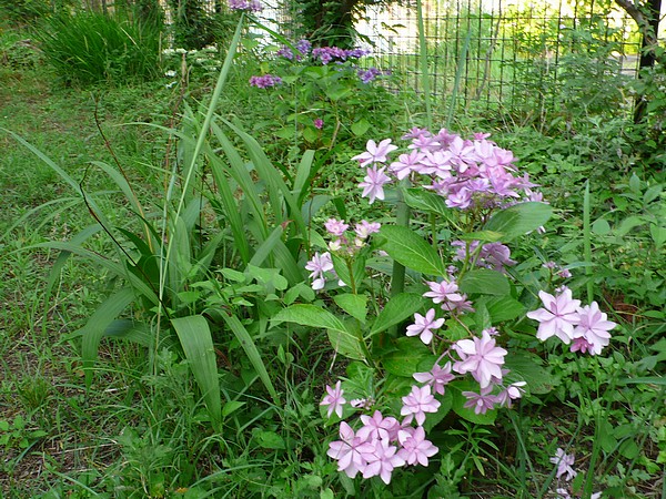 f:id:akinosato:20210621180819j:plain