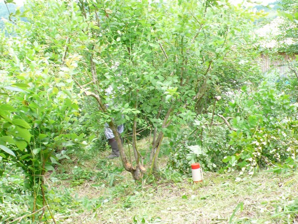 f:id:akinosato:20210711212623j:plain